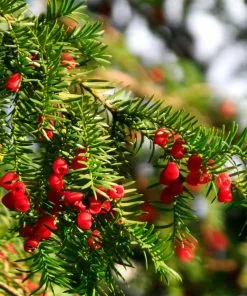 Fast Growing Trees Hicks Yew Tree See All Shrubs & Hedges