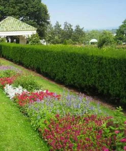 Fast Growing Trees Hicks Yew Tree See All Shrubs & Hedges