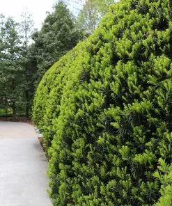 Fast Growing Trees Hicks Yew Tree See All Shrubs & Hedges