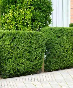 Fast Growing Trees Hicks Yew Tree See All Shrubs & Hedges