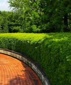 Fast Growing Trees Hicks Yew Tree See All Shrubs & Hedges