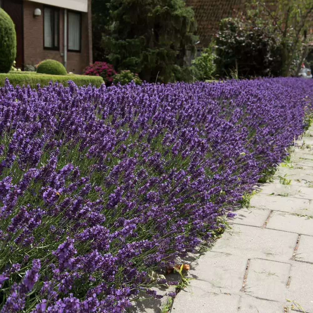 Fast Growing Trees Hidcote Purple Lavender Plant 5 Fast Growing Trees Hidcote Purple Lavender Plant