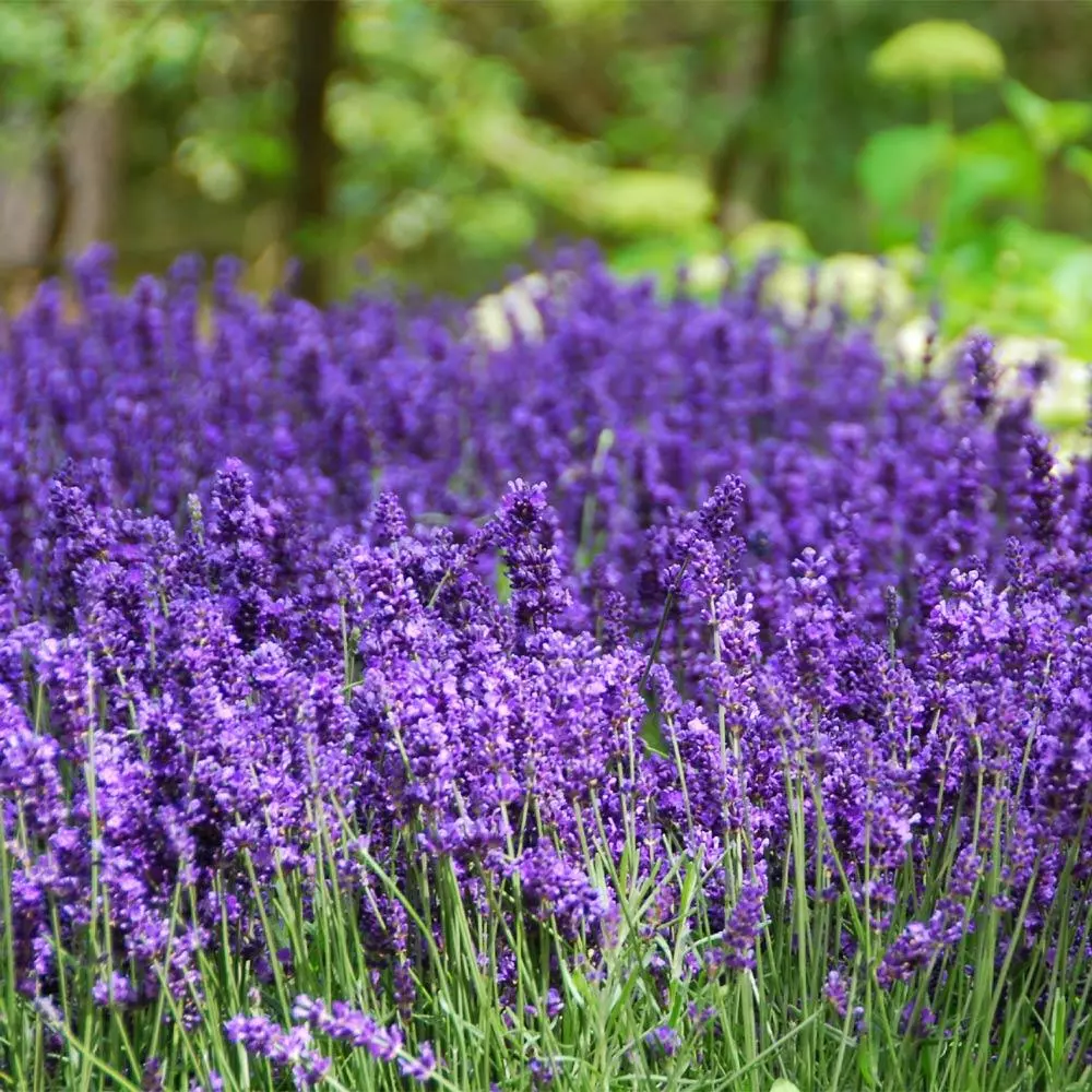 Fast Growing Trees Hidcote Purple Lavender Plant 4 Fast Growing Trees Hidcote Purple Lavender Plant