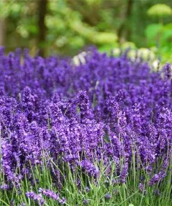 Fast Growing Trees Hidcote Purple Lavender Plant