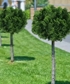 Fast Growing Trees Dwarf Hinoki Cypress Tree Cypress Trees 10 Fast Growing Trees Dwarf Hinoki Cypress Tree Cypress Trees