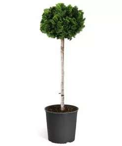 Fast Growing Trees Dwarf Hinoki Cypress Tree Cypress Trees 13 Fast Growing Trees Dwarf Hinoki Cypress Tree Cypress Trees