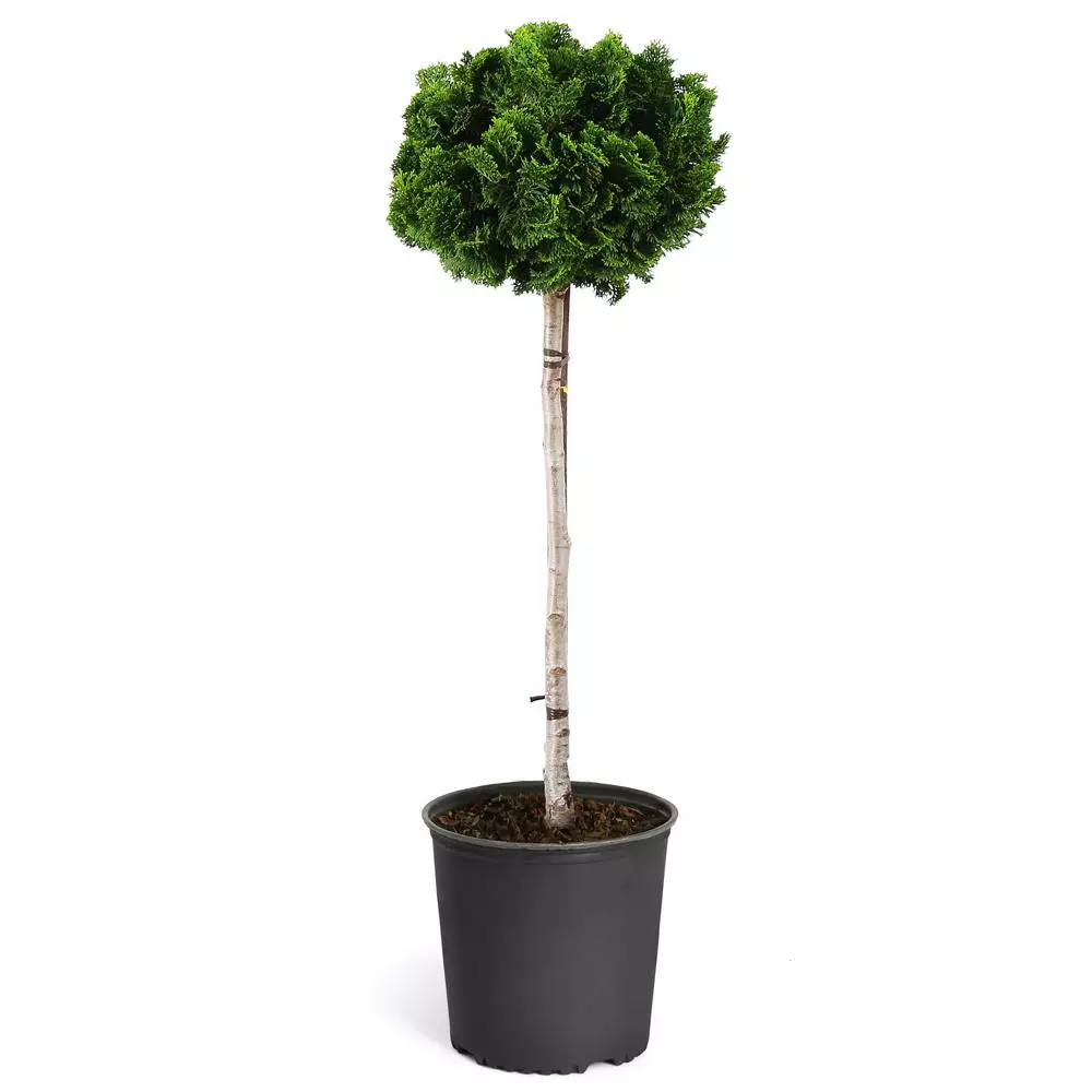 Fast Growing Trees Dwarf Hinoki Cypress Tree Cypress Trees 8 Fast Growing Trees Dwarf Hinoki Cypress Tree Cypress Trees