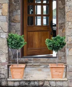 Fast Growing Trees Dwarf Hinoki Cypress Tree Cypress Trees 11 Fast Growing Trees Dwarf Hinoki Cypress Tree Cypress Trees