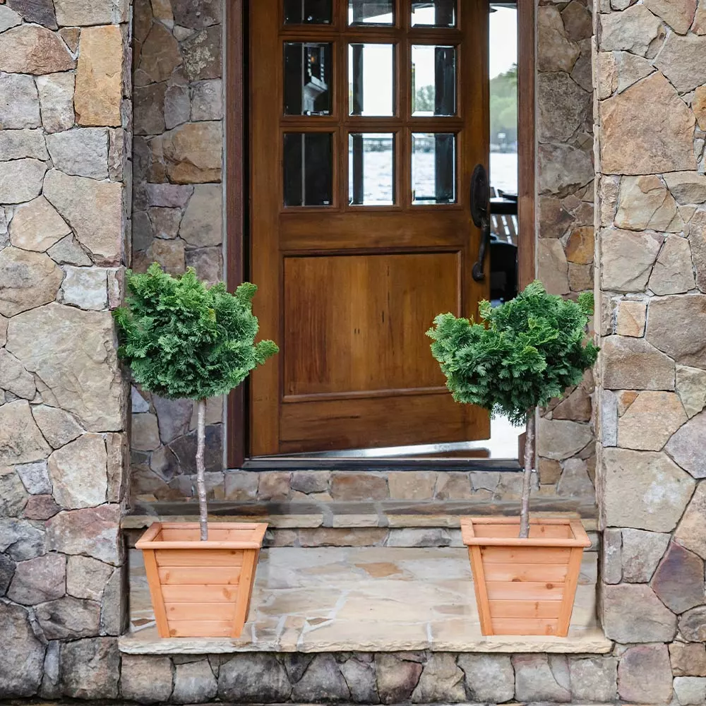 Fast Growing Trees Dwarf Hinoki Cypress Tree Cypress Trees 6 Fast Growing Trees Dwarf Hinoki Cypress Tree Cypress Trees