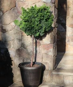 Fast Growing Trees Dwarf Hinoki Cypress Tree Cypress Trees