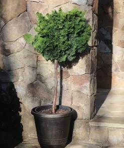 Fast Growing Trees Dwarf Hinoki Cypress Tree Cypress Trees