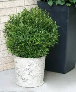 Fast Growing Trees Gem Box® Holly Shrub Holly Trees