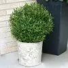 Fast Growing Trees Gem Box® Holly Shrub Holly Trees