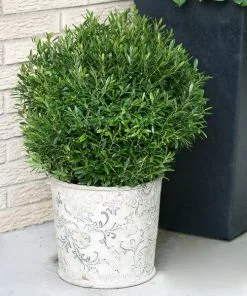 Fast Growing Trees Gem Box® Holly Shrub Holly Trees