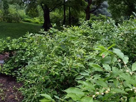 Fast Growing Trees Southern Gentleman Winterberry 4 Fast Growing Trees Southern Gentleman Winterberry