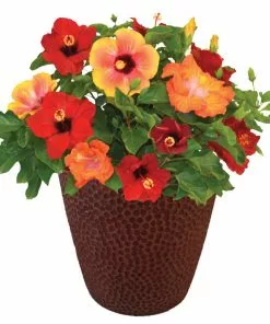 Fast Growing Trees See All Flowering Trees Bloom Bash® Hollywood® Hibiscus 8 Fast Growing Trees See All Flowering Trees Bloom Bash® Hollywood® Hibiscus