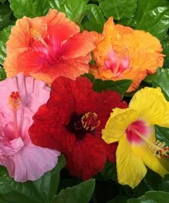 Fast Growing Trees See All Flowering Trees Bloom Bash® Hollywood® Hibiscus 9 Fast Growing Trees See All Flowering Trees Bloom Bash® Hollywood® Hibiscus