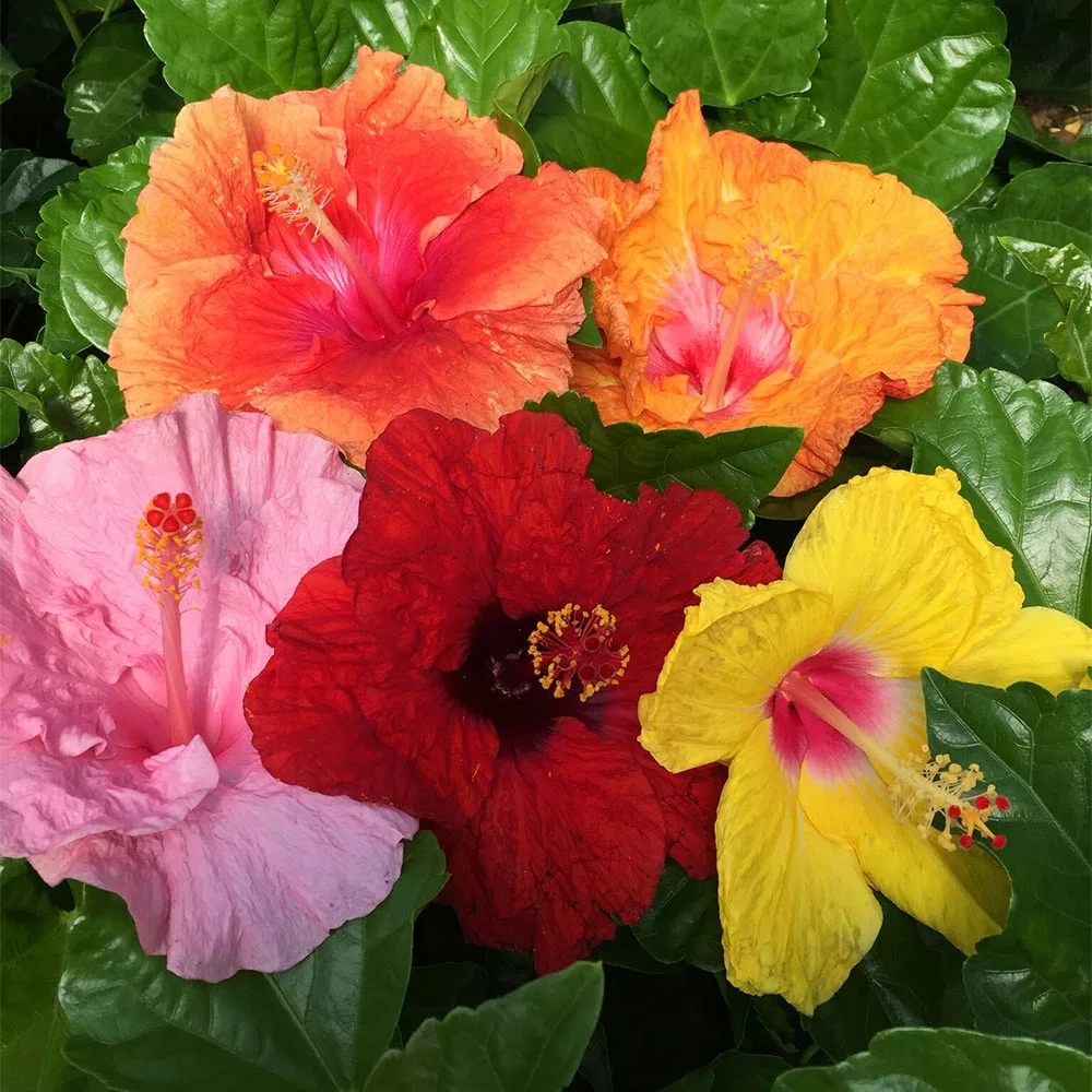 Fast Growing Trees See All Flowering Trees Bloom Bash® Hollywood® Hibiscus 6 Fast Growing Trees See All Flowering Trees Bloom Bash® Hollywood® Hibiscus