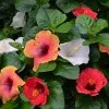Fast Growing Trees See All Flowering Trees Bloom Bash® Hollywood® Hibiscus 1 Fast Growing Trees See All Flowering Trees Bloom Bash® Hollywood® Hibiscus