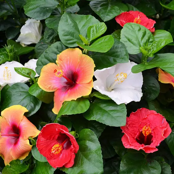 Fast Growing Trees See All Flowering Trees Bloom Bash® Hollywood® Hibiscus 4 Fast Growing Trees See All Flowering Trees Bloom Bash® Hollywood® Hibiscus
