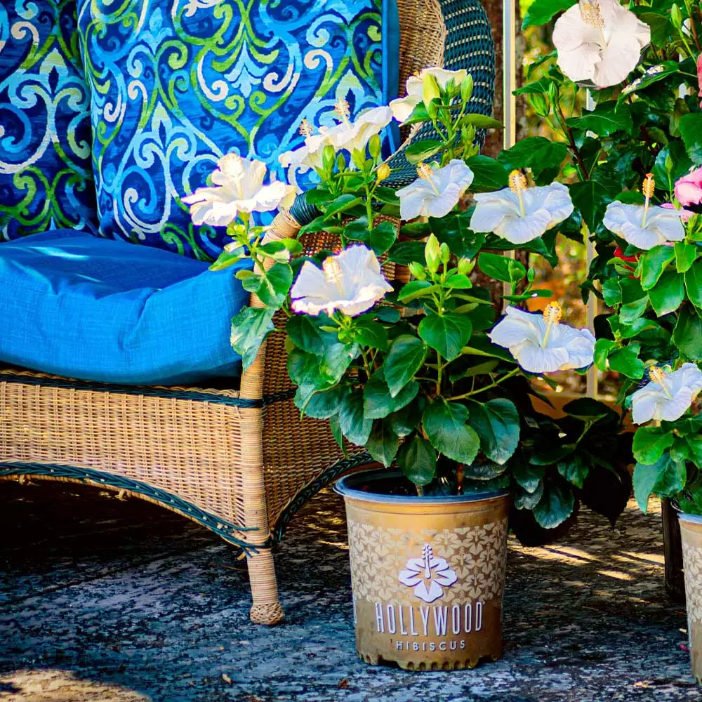 Fast Growing Trees See All Flowering Trees Earth Angel™ Hollywood® Hibiscus 4 Fast Growing Trees See All Flowering Trees Earth Angel™ Hollywood® Hibiscus