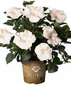 Fast Growing Trees See All Flowering Trees Earth Angel™ Hollywood® Hibiscus 10 Fast Growing Trees See All Flowering Trees Earth Angel™ Hollywood® Hibiscus