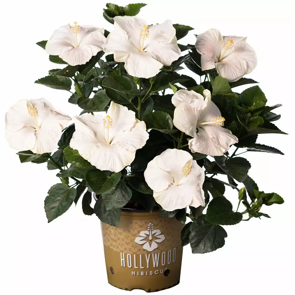 Fast Growing Trees See All Flowering Trees Earth Angel™ Hollywood® Hibiscus 6 Fast Growing Trees See All Flowering Trees Earth Angel™ Hollywood® Hibiscus