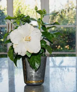 Fast Growing Trees See All Flowering Trees Earth Angel™ Hollywood® Hibiscus 11 Fast Growing Trees See All Flowering Trees Earth Angel™ Hollywood® Hibiscus