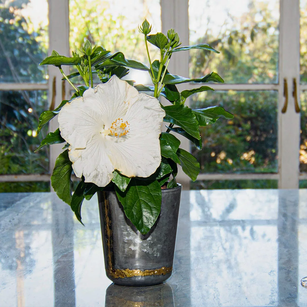 Fast Growing Trees See All Flowering Trees Earth Angel™ Hollywood® Hibiscus 7 Fast Growing Trees See All Flowering Trees Earth Angel™ Hollywood® Hibiscus