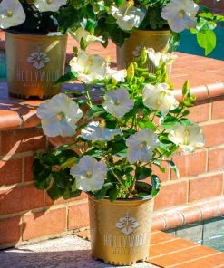 Fast Growing Trees See All Flowering Trees Earth Angel™ Hollywood® Hibiscus 9 Fast Growing Trees See All Flowering Trees Earth Angel™ Hollywood® Hibiscus