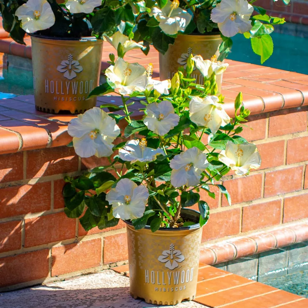 Fast Growing Trees See All Flowering Trees Earth Angel™ Hollywood® Hibiscus 5 Fast Growing Trees See All Flowering Trees Earth Angel™ Hollywood® Hibiscus