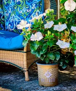 Fast Growing Trees See All Flowering Trees Earth Angel™ Hollywood® Hibiscus