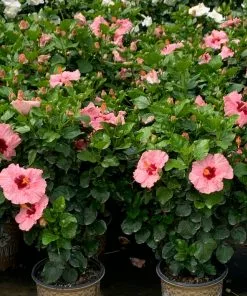 Fast Growing Trees Pop Star™ Hollywood® Hibiscus See All Flowering Trees 7 Fast Growing Trees Pop Star™ Hollywood® Hibiscus See All Flowering Trees