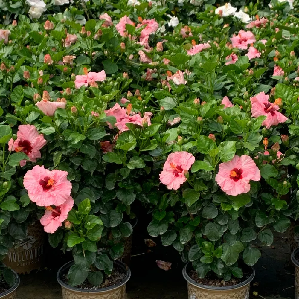 Fast Growing Trees Pop Star™ Hollywood® Hibiscus See All Flowering Trees 5 Fast Growing Trees Pop Star™ Hollywood® Hibiscus See All Flowering Trees