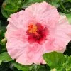 Fast Growing Trees Pop Star™ Hollywood® Hibiscus See All Flowering Trees 2 Fast Growing Trees Pop Star™ Hollywood® Hibiscus See All Flowering Trees
