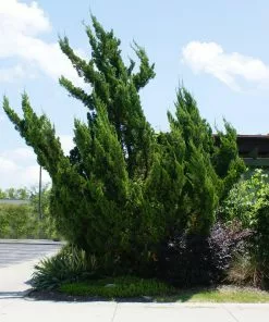 Fast Growing Trees Hollywood Juniper Tree 7 Fast Growing Trees Hollywood Juniper Tree