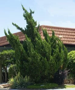 Fast Growing Trees Hollywood Juniper Tree