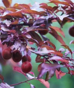 Fast Growing Trees Hollywood Plum Tree Plum Trees 7 Fast Growing Trees Hollywood Plum Tree Plum Trees