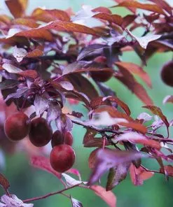 Fast Growing Trees Hollywood Plum Tree Plum Trees