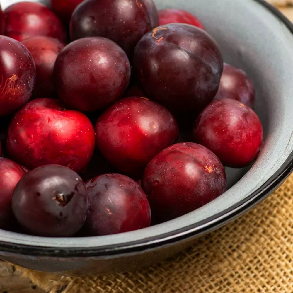 Fast Growing Trees Hollywood Plum Tree Plum Trees 5 Fast Growing Trees Hollywood Plum Tree Plum Trees