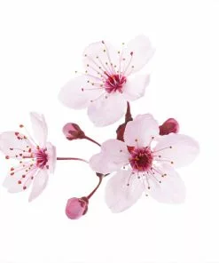 Fast Growing Trees Hollywood Plum Tree Plum Trees 9 Fast Growing Trees Hollywood Plum Tree Plum Trees