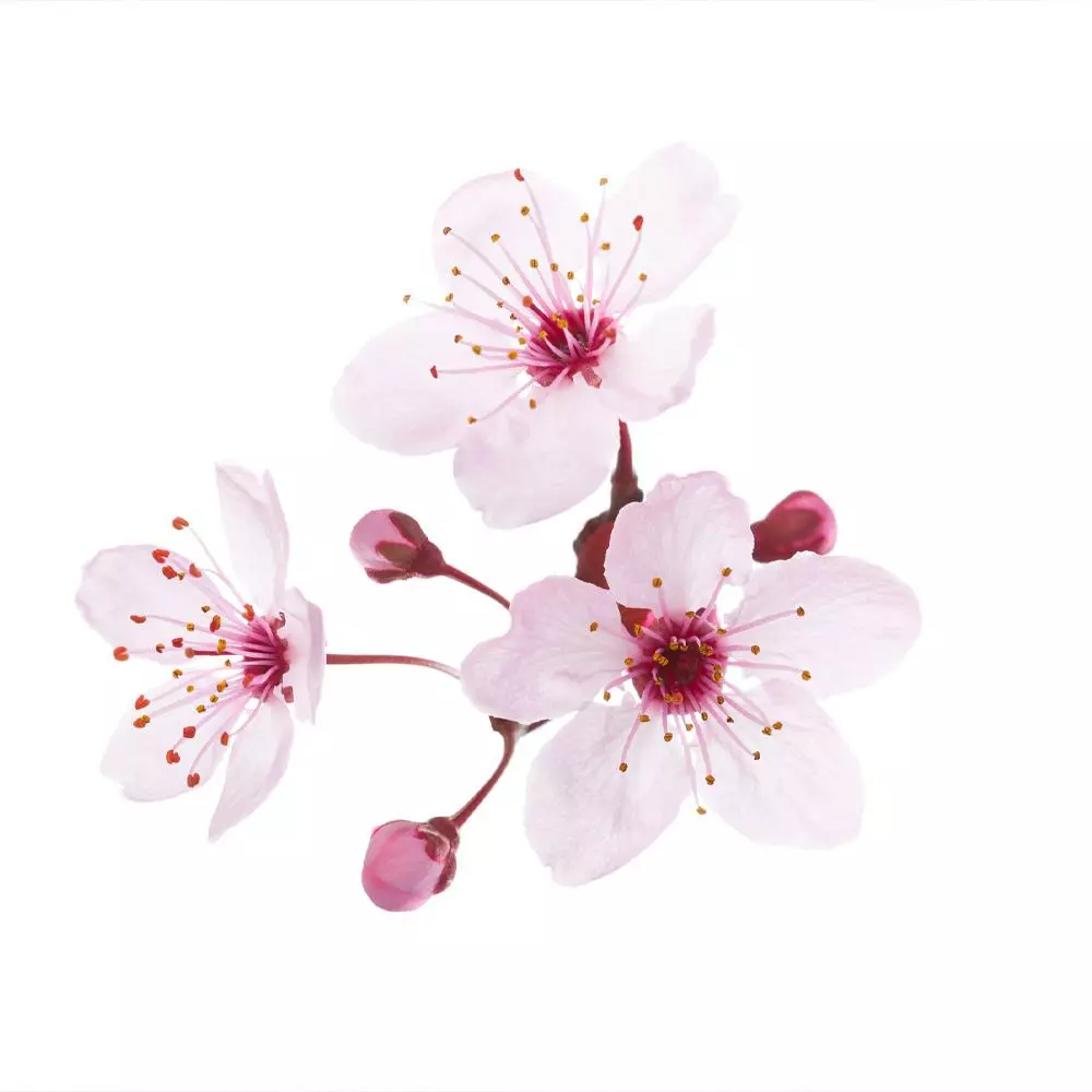 Fast Growing Trees Hollywood Plum Tree Plum Trees 6 Fast Growing Trees Hollywood Plum Tree Plum Trees