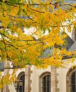 Fast Growing Trees Shademaster Honeylocust Tree See All Shade Trees 10 Fast Growing Trees Shademaster Honeylocust Tree See All Shade Trees