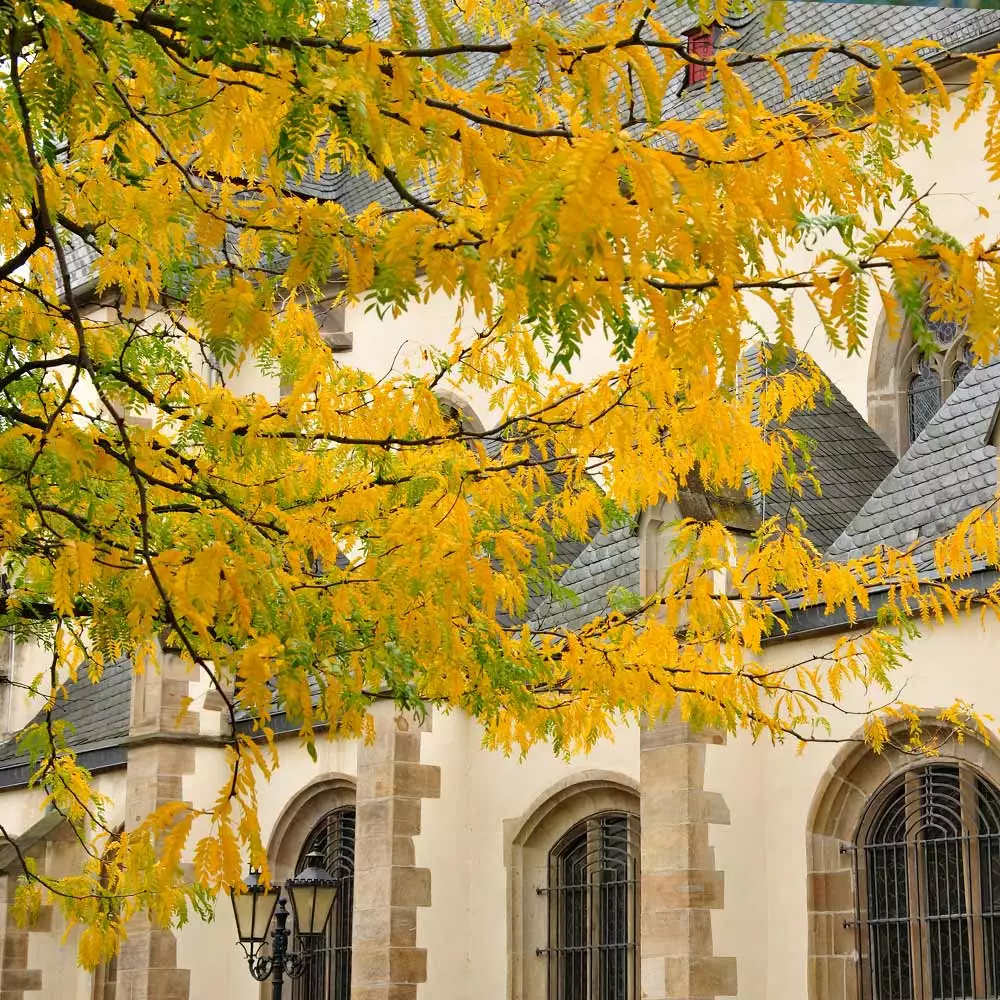 Fast Growing Trees Shademaster Honeylocust Tree See All Shade Trees 6 Fast Growing Trees Shademaster Honeylocust Tree See All Shade Trees