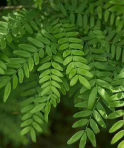 Fast Growing Trees Shademaster Honeylocust Tree See All Shade Trees 9 Fast Growing Trees Shademaster Honeylocust Tree See All Shade Trees