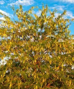 Fast Growing Trees Shademaster Honeylocust Tree See All Shade Trees 11 Fast Growing Trees Shademaster Honeylocust Tree See All Shade Trees