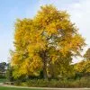 Fast Growing Trees Shademaster Honeylocust Tree See All Shade Trees 2 Fast Growing Trees Shademaster Honeylocust Tree See All Shade Trees