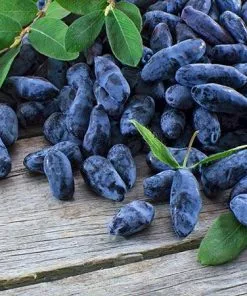 Fast Growing Trees See All Fruit Trees Honeyberry - Blue Moon™ 9 Fast Growing Trees See All Fruit Trees Honeyberry - Blue Moon™