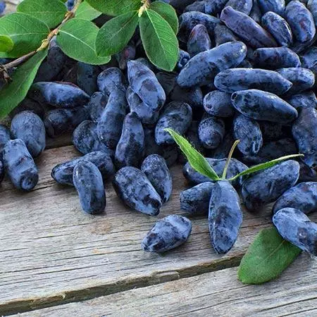 Fast Growing Trees See All Fruit Trees Honeyberry - Blue Moon™ 6 Fast Growing Trees See All Fruit Trees Honeyberry - Blue Moon™