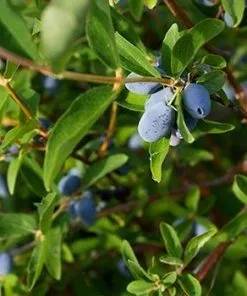 Fast Growing Trees See All Fruit Trees Honeyberry - Blue Moon™